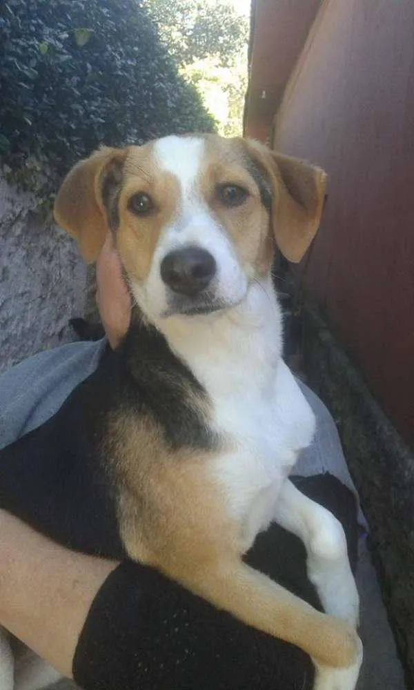 Cachorro ra a SRD idade 7 a 11 meses nome PUCCA
