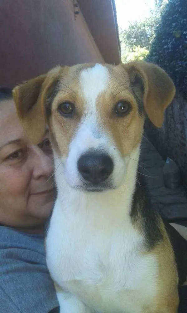 Cachorro ra a SRD idade 7 a 11 meses nome PUCCA