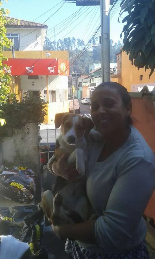 Cachorro ra a SRD idade 7 a 11 meses nome PUCCA