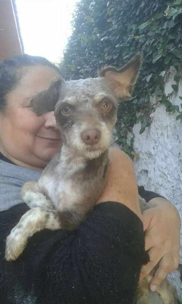 Cachorro ra a Poodle idade 1 ano nome Silvinho