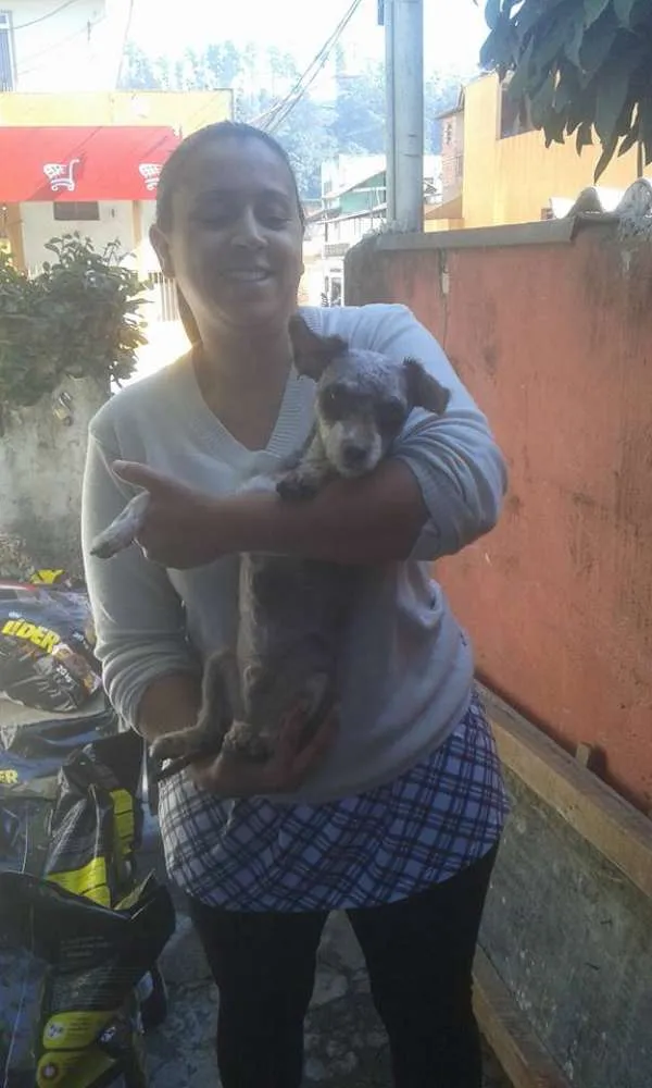 Cachorro ra a Poodle idade 1 ano nome Silvinho