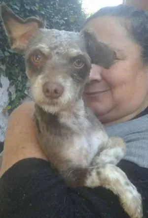 Cachorro raça Poodle idade 1 ano nome Silvinho