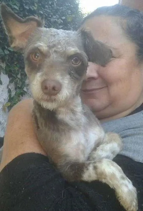 Cachorro ra a Poodle idade 1 ano nome Silvinho