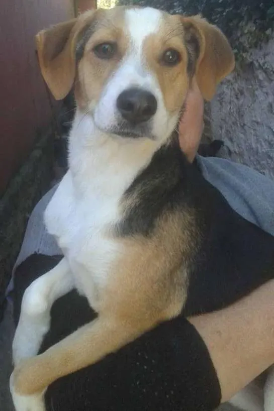 Cachorro ra a SRD idade 7 a 11 meses nome PUCCA