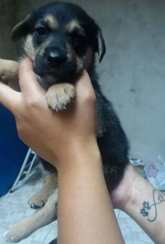 Cachorro ra a SRD idade Abaixo de 2 meses nome Mila