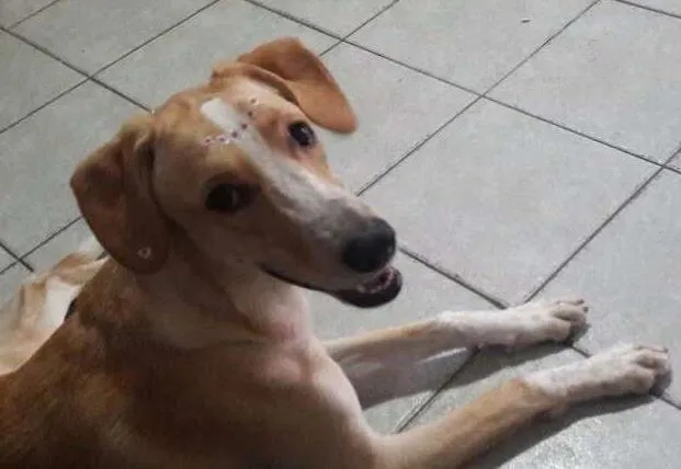 Cachorro ra a DESCONHECIDA idade 1 ano nome Sol