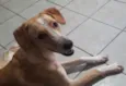 Sol