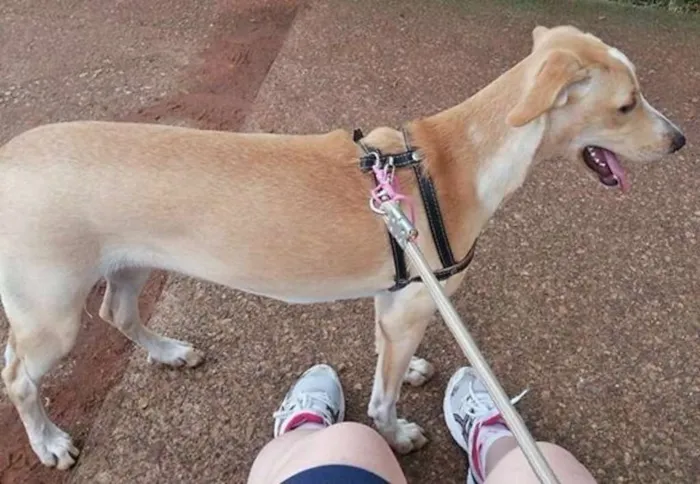 Cachorro ra a DESCONHECIDA idade 1 ano nome Sol