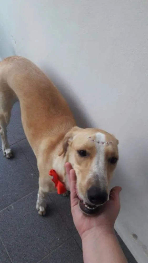 Cachorro ra a DESCONHECIDA idade 1 ano nome Sol