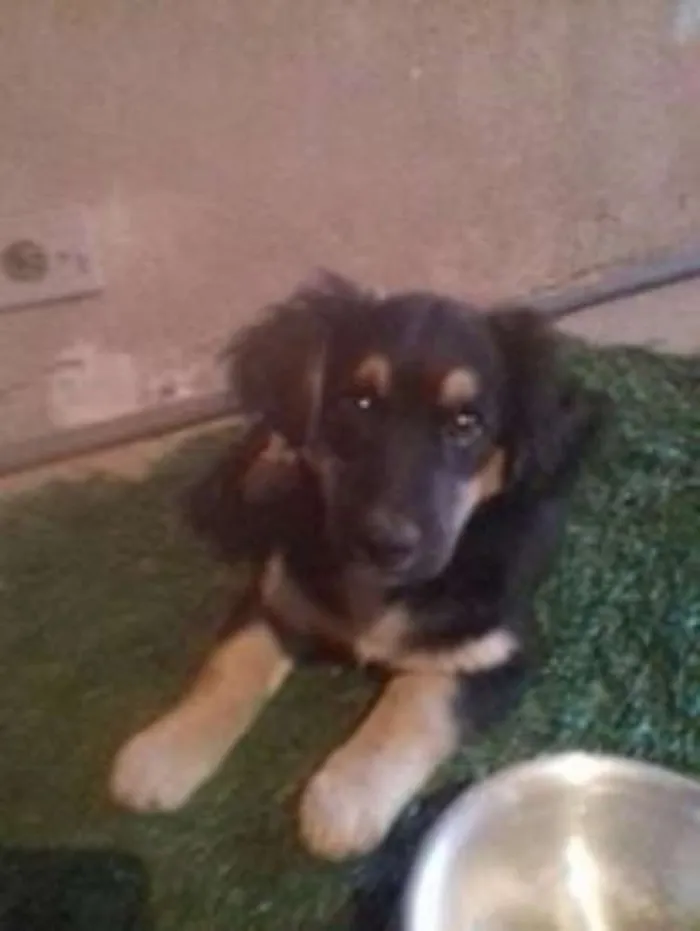 Cachorro ra a SRD idade 2 a 6 meses nome annie