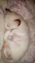 Xirra,Xena,Ceará