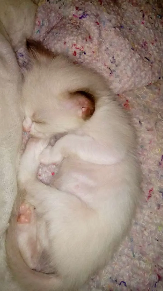 Gato ra a  idade Abaixo de 2 meses nome Xirra,Xena,Ceará
