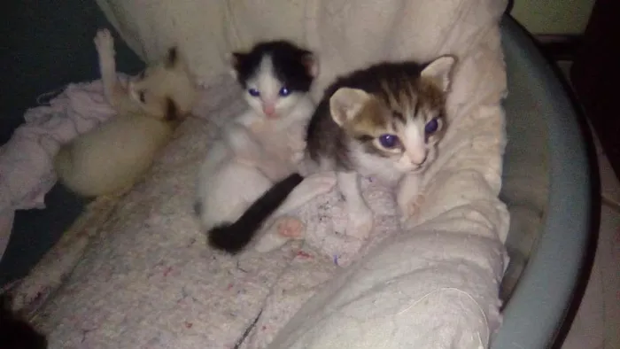 Gato ra a  idade Abaixo de 2 meses nome Xirra,Xena,Ceará