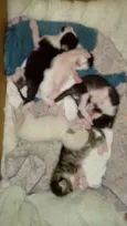Xirra,Xena,Ceará