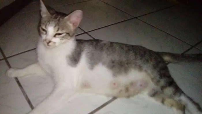 Gato ra a  idade Abaixo de 2 meses nome Xirra,Xena,Ceará