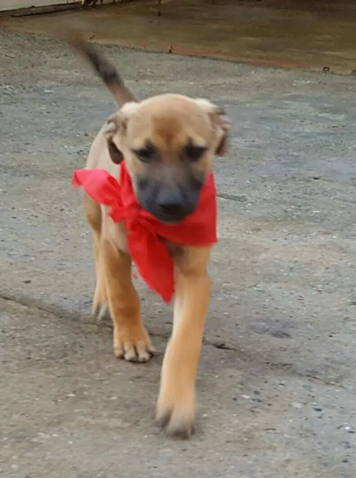 Cachorro ra a SRD idade 2 a 6 meses nome ATHOS