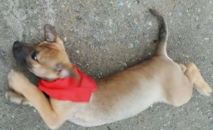 Cachorro ra a SRD idade 2 a 6 meses nome ATHOS