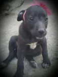 KIRA