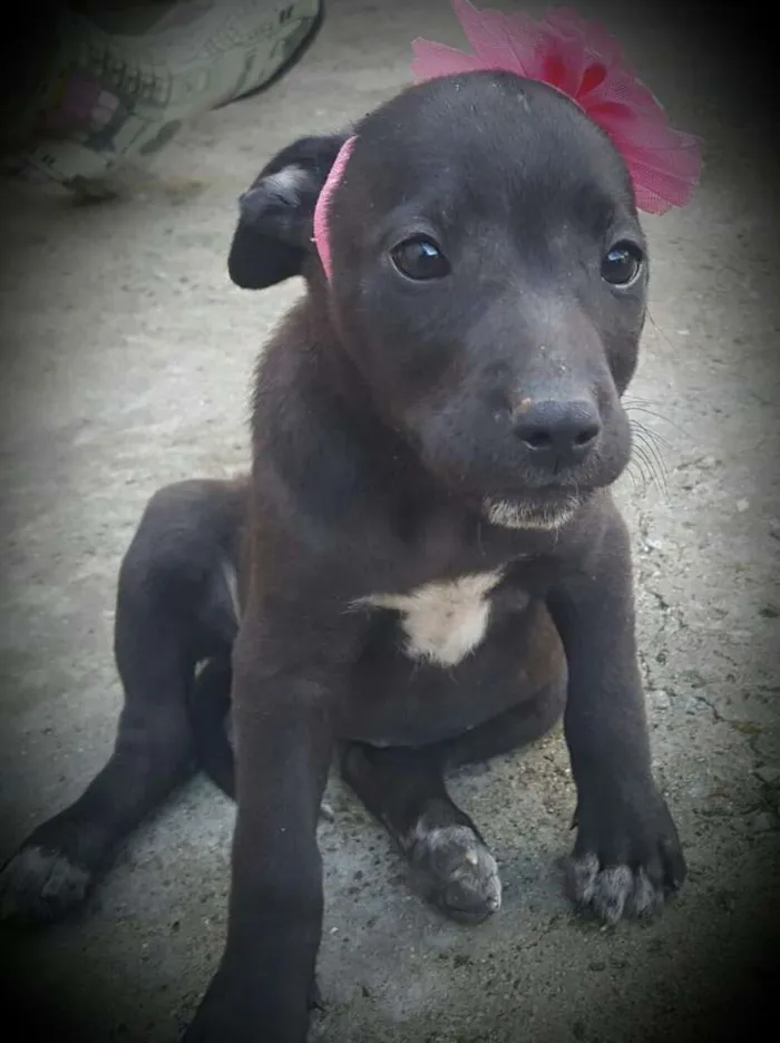 Cachorro ra a SRD idade 2 a 6 meses nome KIRA