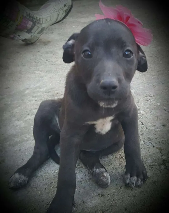 Cachorro ra a SRD idade 2 a 6 meses nome KIRA