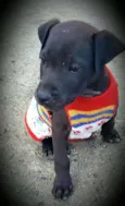KIRA