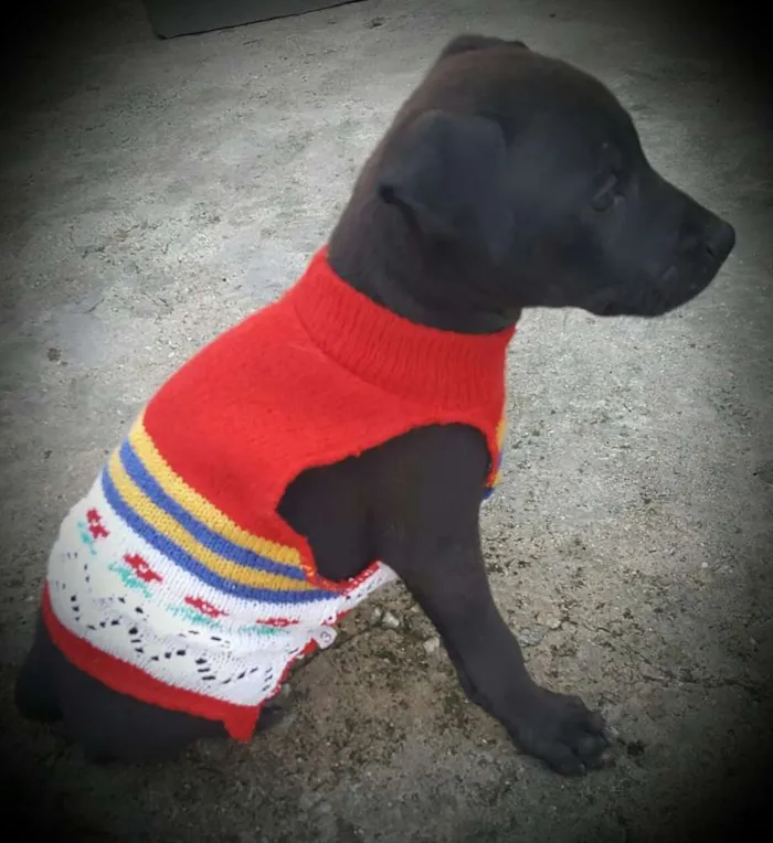 Cachorro ra a SRD idade 2 a 6 meses nome KIRA