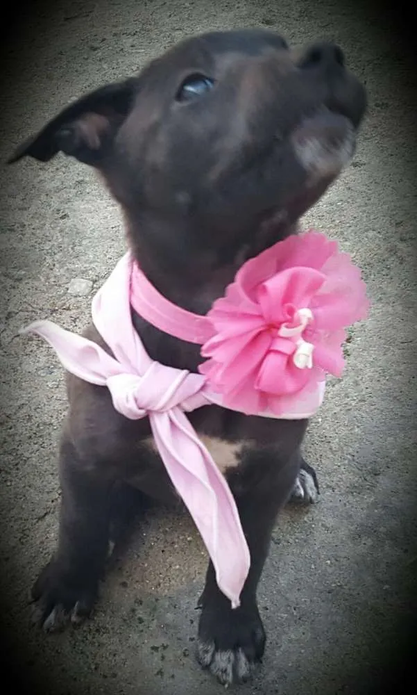 Cachorro ra a SRD idade 2 a 6 meses nome KIRA