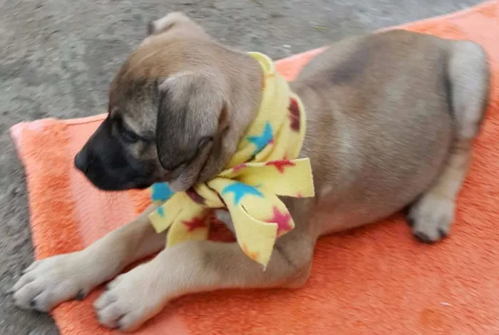 Cachorro ra a SRD idade 2 a 6 meses nome EROS