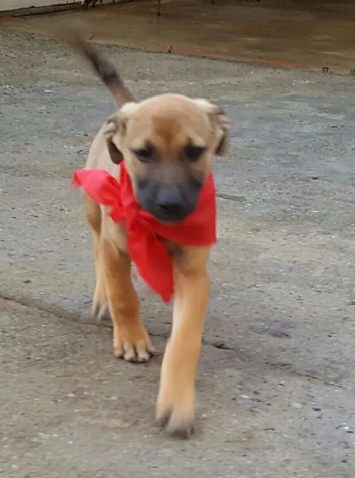 Cachorro ra a SRD idade 2 a 6 meses nome ATHOS