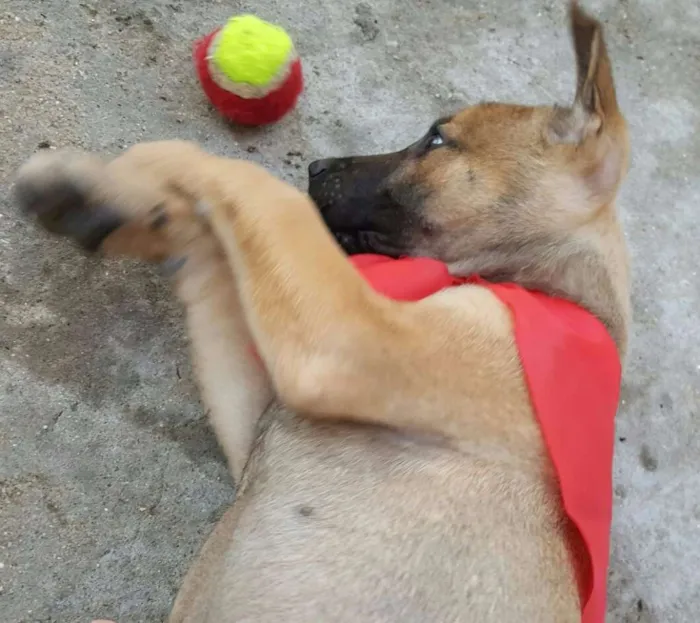 Cachorro ra a SRD idade 2 a 6 meses nome ATHOS