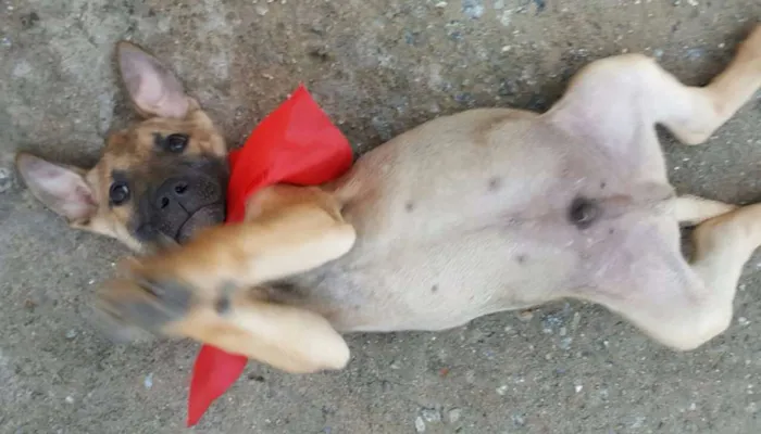 Cachorro ra a SRD idade 2 a 6 meses nome ATHOS