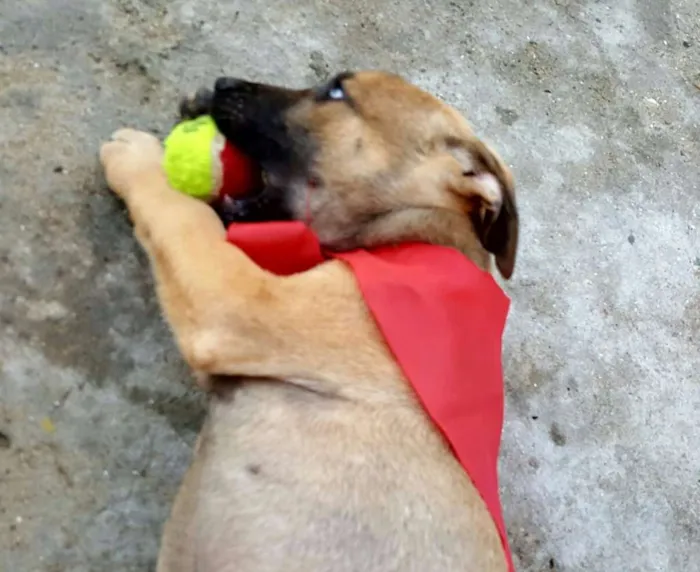 Cachorro ra a SRD idade 2 a 6 meses nome ATHOS