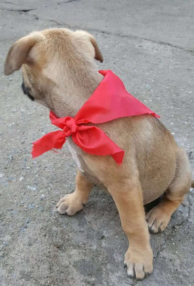 Cachorro ra a SRD idade 2 a 6 meses nome ATHOS