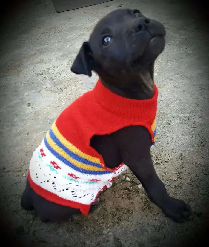 Cachorro ra a SRD idade 2 a 6 meses nome KIRA
