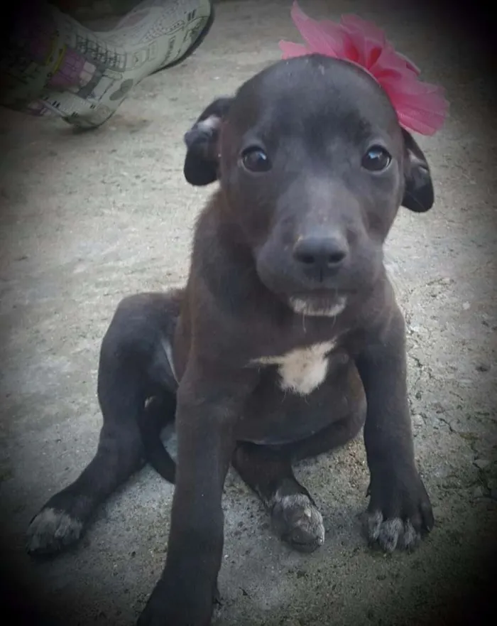 Cachorro ra a SRD idade 2 a 6 meses nome KIRA
