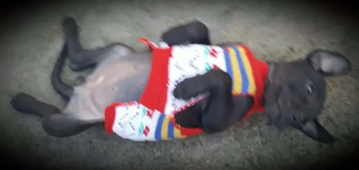 Cachorro ra a SRD idade 2 a 6 meses nome KIRA
