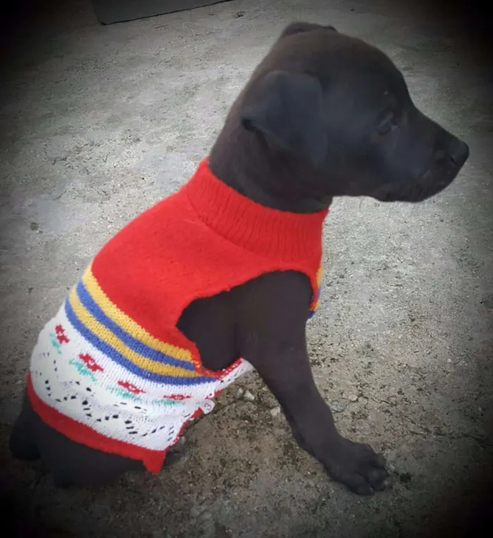 Cachorro ra a SRD idade 2 a 6 meses nome KIRA