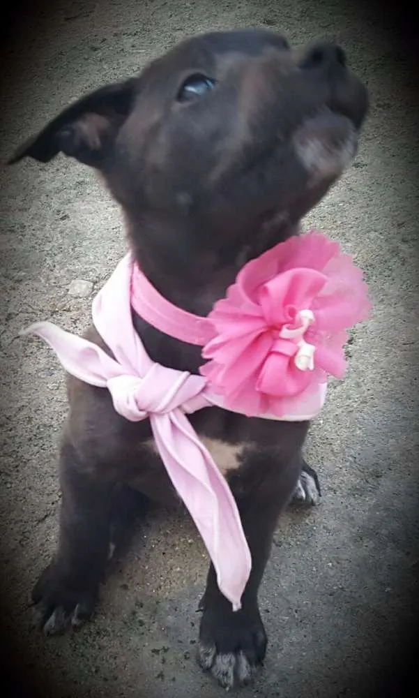 Cachorro ra a SRD idade 2 a 6 meses nome KIRA