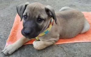 Cachorro raça SRD idade 2 a 6 meses nome EROS