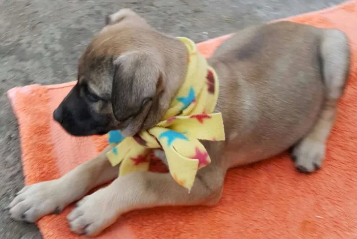 Cachorro ra a SRD idade 2 a 6 meses nome EROS
