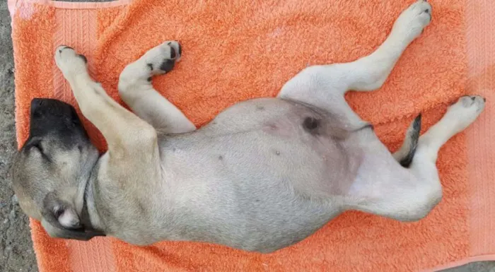 Cachorro ra a SRD idade 2 a 6 meses nome EROS