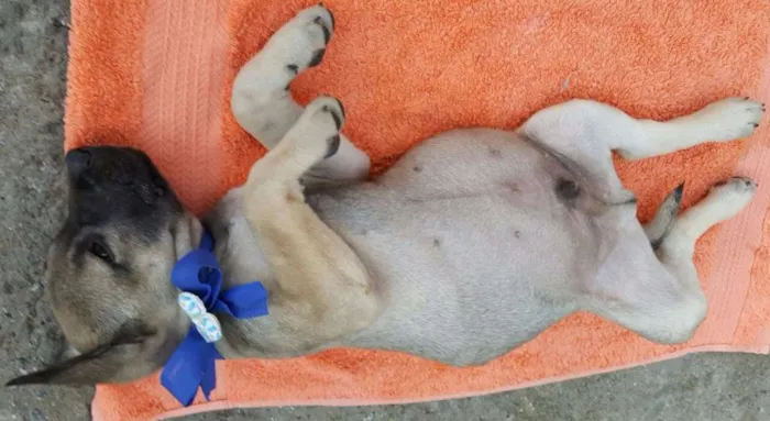 Cachorro ra a SRD idade 2 a 6 meses nome EROS