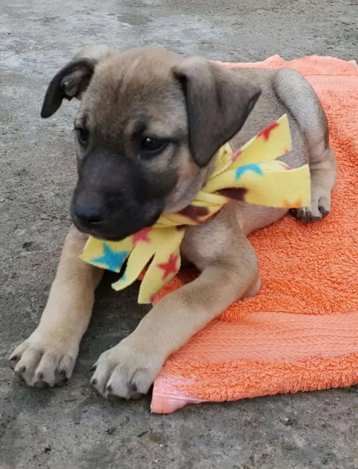 Cachorro ra a SRD idade 2 a 6 meses nome EROS