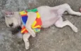 FRIDA