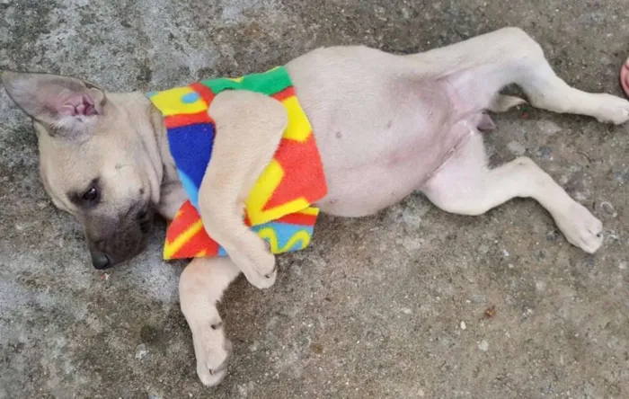 Cachorro ra a SRD idade 2 a 6 meses nome FRIDA