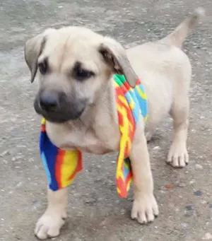Cachorro raça SRD idade 2 a 6 meses nome FRIDA