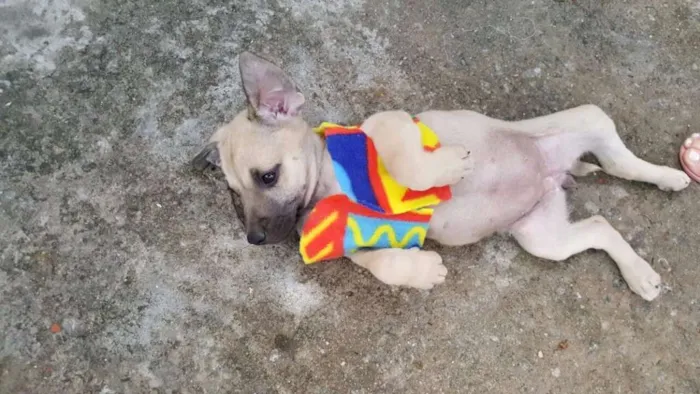 Cachorro ra a SRD idade 2 a 6 meses nome FRIDA