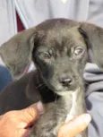 pantera negra