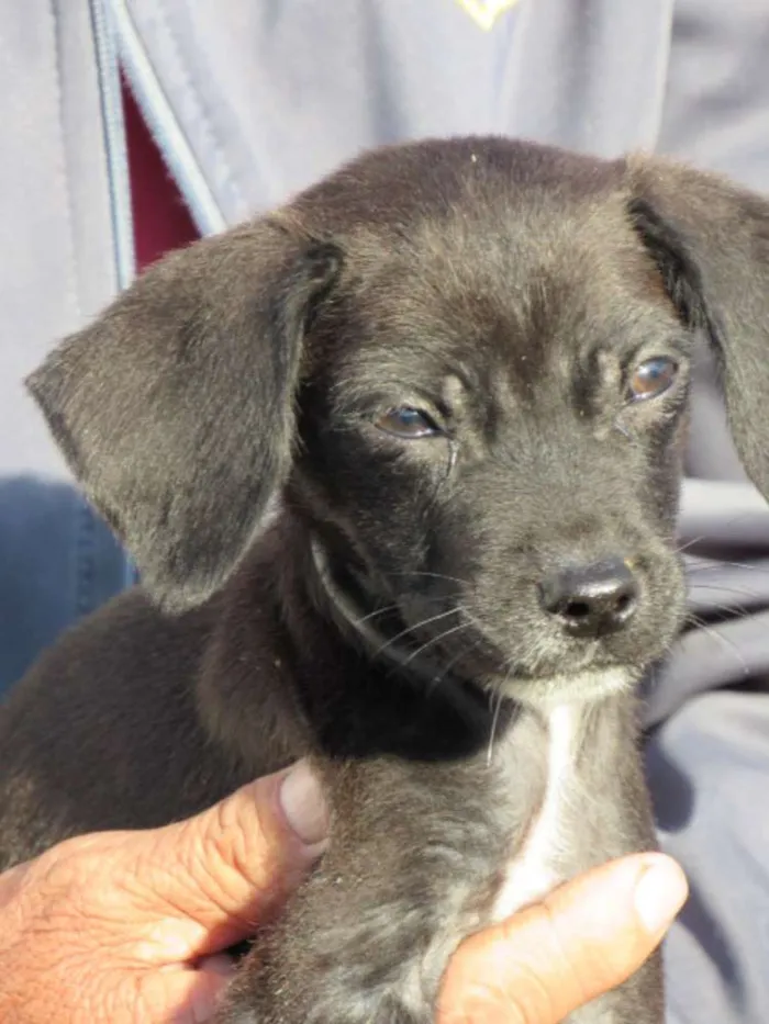 Cachorro ra a SRD idade Abaixo de 2 meses nome pantera negra
