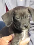 pantera negra